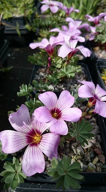 Oxalis adenophylla 'Dark Eye' - 8cm pot 